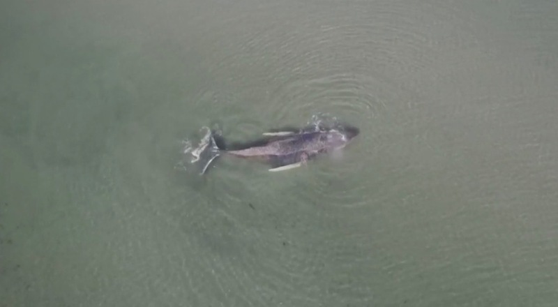 Десятиметровый кит выбросился на мелководье у побережья Балтийского моря