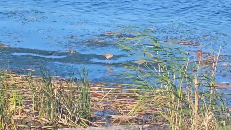 Серые цапли прилетели на дамбу в Кронштадте 