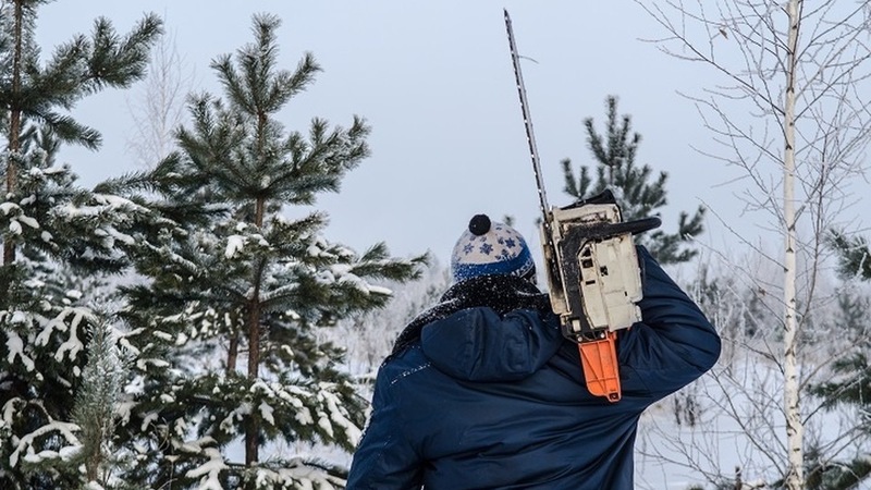 Незаконную вырубку новогодних елей выявили в Хабаровском крае