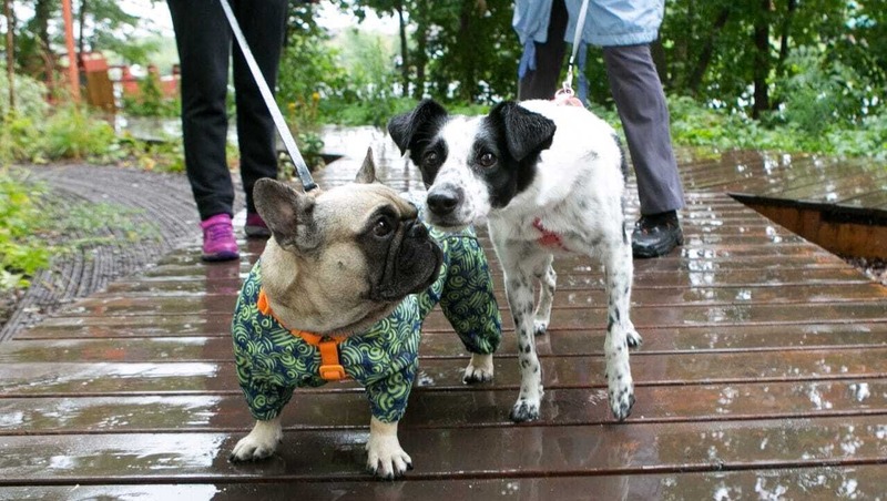 15 устройств для комфортного выгула собак установили в Уфе