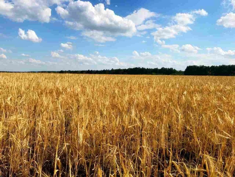 В Воронежской области недействительными признали декларации на 146 тыс. тонн зерна