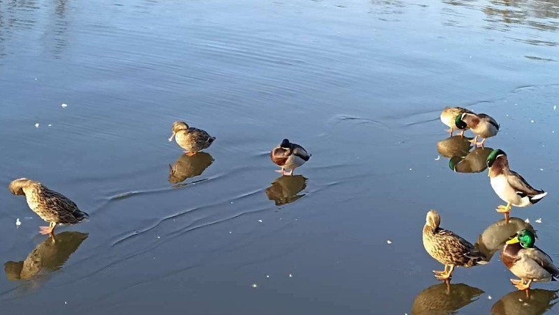 Весенний сезон охоты откроется с 1 апреля в Нижегородской области