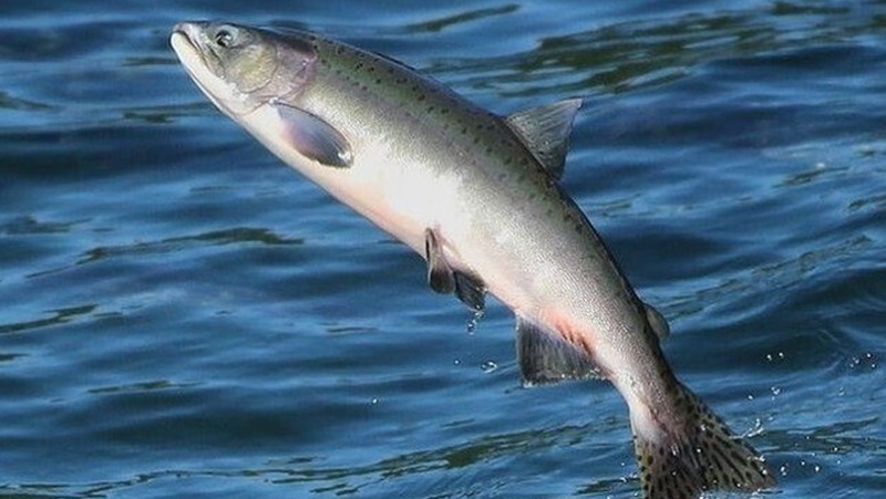 Вылов лосося могут разрешить на реке Магаданке