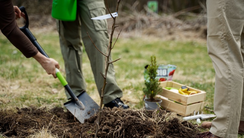 8 тыс. деревьев высадили в Караидельском районе Башкирии