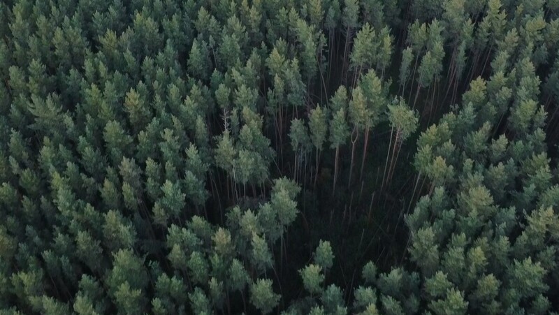 3,2 тыс. га лесов восстановят до конца мая во Владимирской области