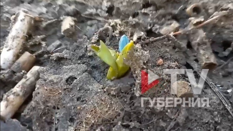 Первые подснежники распустились в Воронеже