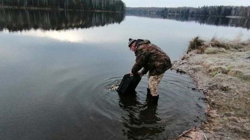 Около 18 тыс. мальков сазана выпустили в водоемы Свердловской области