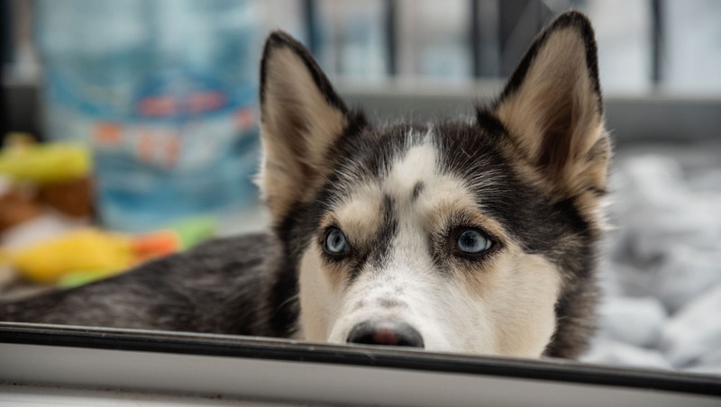 Международная выставка товаров и услуг для домашних животных состоится в Петербурге