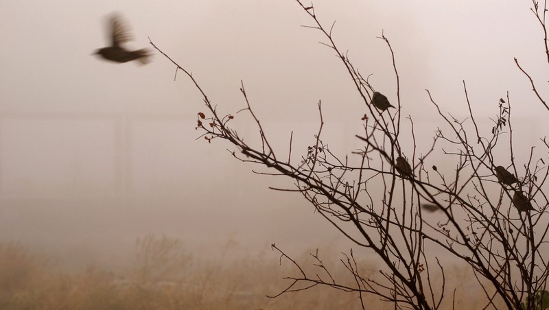 В «Самарской Луке» впервые за 35 лет появилась краснокнижная горлица