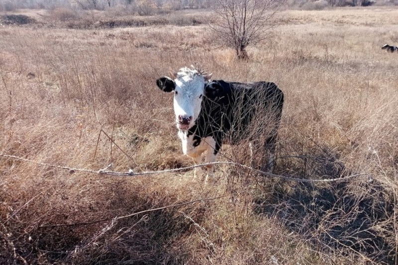 В пригороде Омска объявлен карантин из-за выявленного очага бешенства