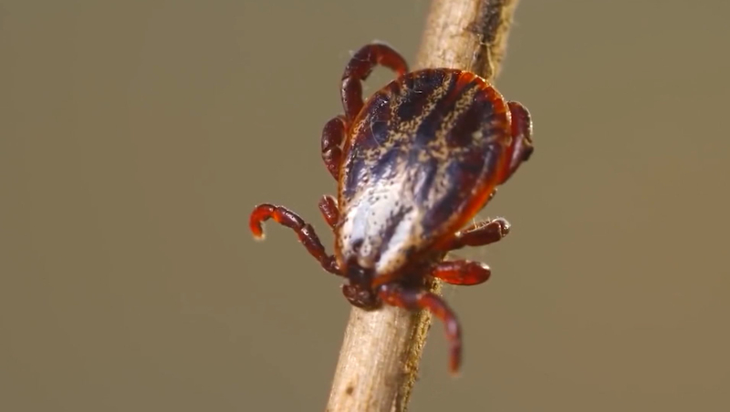 Петербург оказался среди регионов-лидеров по числу укусов клещей