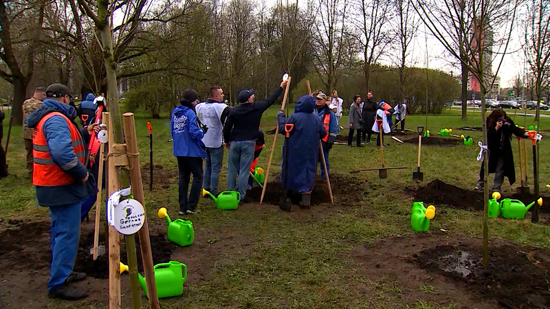 Более 3 тыс. деревьев высадят в рамках весеннего месяца благоустройства в Петербурге