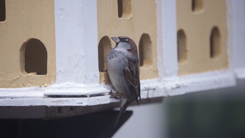 Более 500 кормушек для птиц развесили в парках и скверах Петербурга