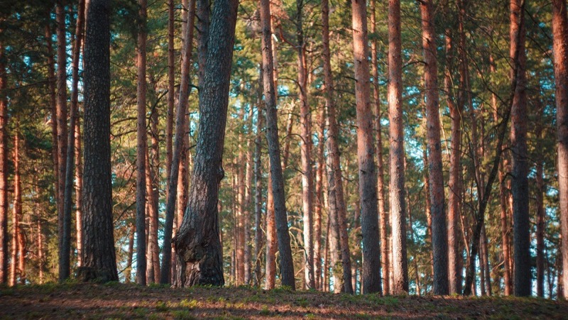 30,5 тонн шишек для лесовосстановления собрали в Нижегородской области