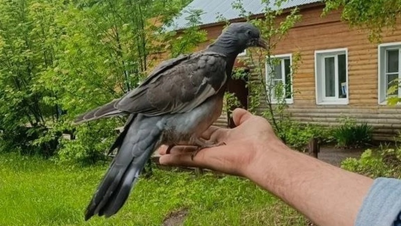 В нацпарке «Самарская Лука» выходили птенца вяхиря