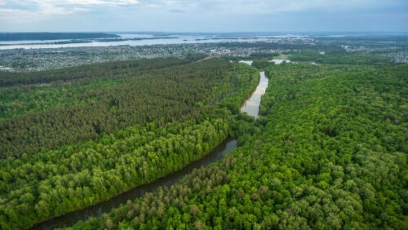 1,2 тыс. га лесов восстановят по нацпроекту в Татарстане в 2026 году