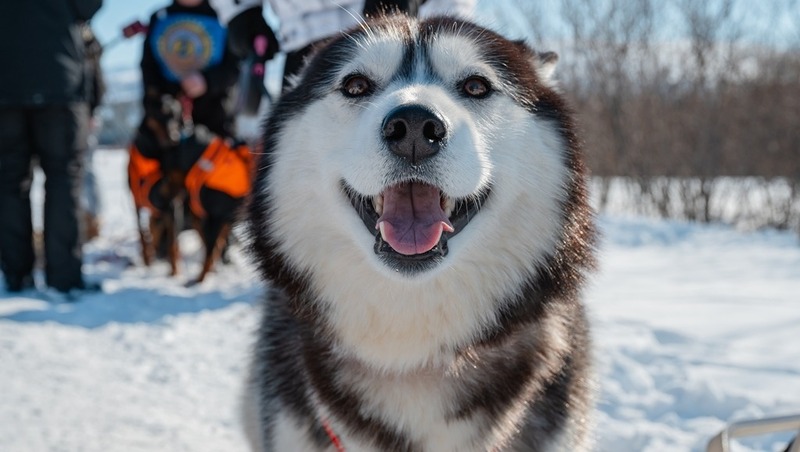 Прием заявок на участие в выставке собак северных пород продлится до 18 марта