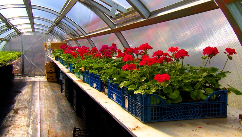 Около 500 тыс. цветов высадят в рамках озеленения Калининского района в Петербурге