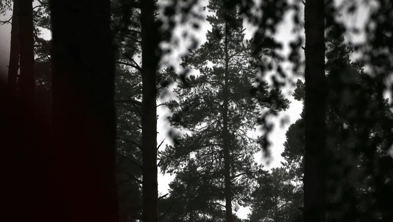 В Татарстане за 2025 год леса разрослись на 2,5 тысячи гектаров