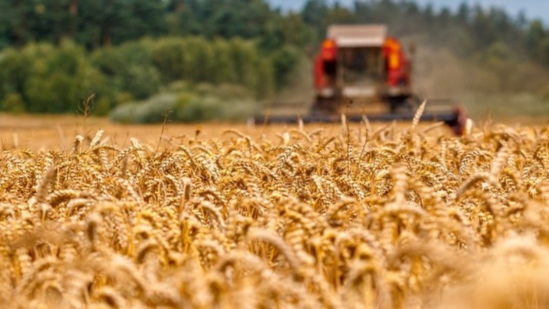Более 300 тыс. тонн зерновых культур собрали во Владимирской области в 2025 году