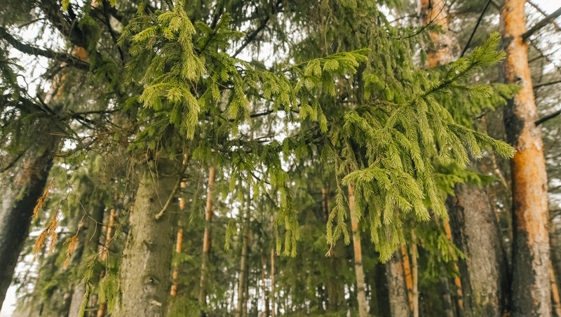 Более 550 тыс. га леса обработают от вредителей в 2026 году с помощью новых технологий