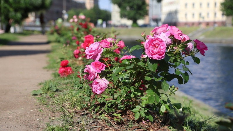 Около 280 тыс. цветов высадят в рамках весеннего месяца благоустройства в Петербурге