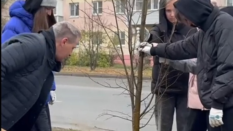 Аллею лип высадили на ул. Чайковского во Владимире