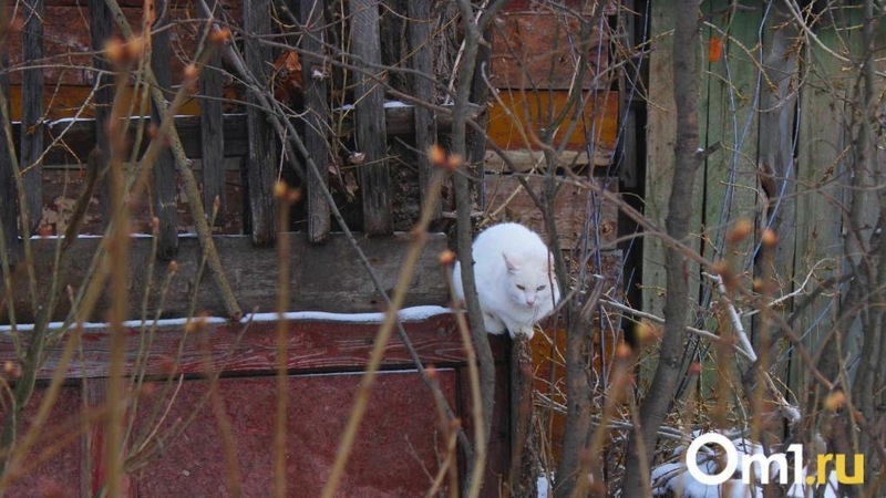 В Омской области волонтёры спасли примерзшую к крыше кошку
