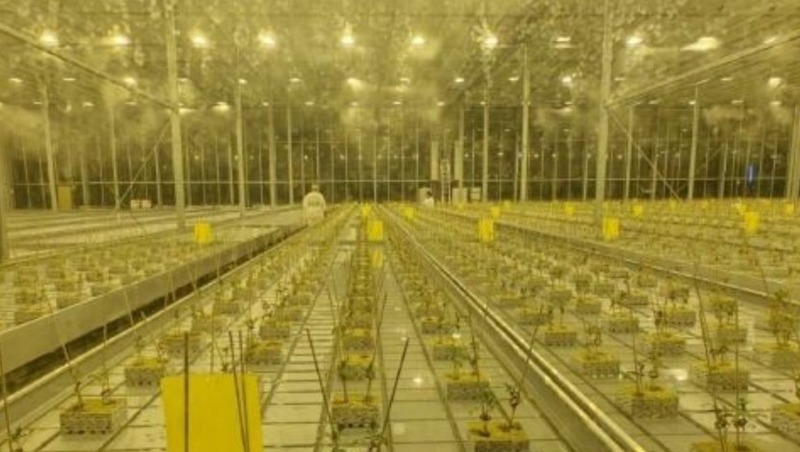 Первый урожай готовятся собрать в новом тепличном комплексе в Магадане