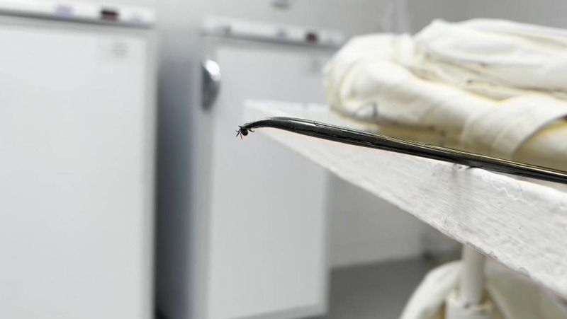 Раннее и массовое появление клещей ожидают в Татарстане