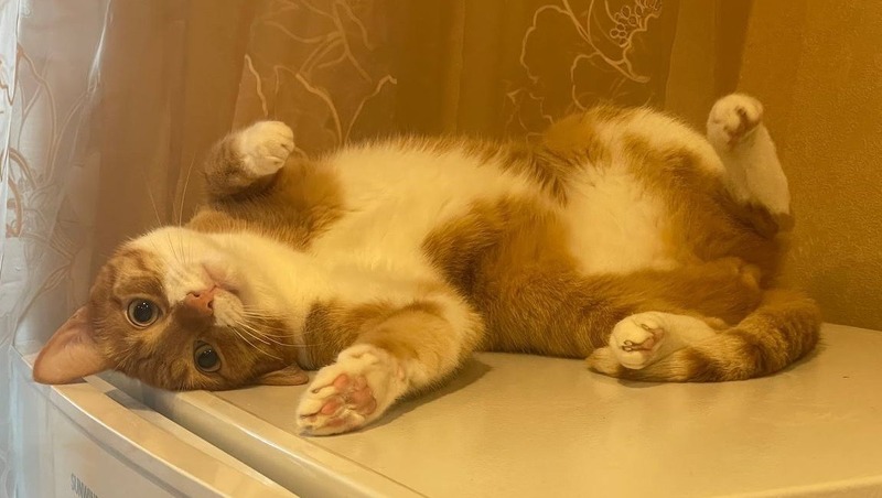 58% россиян называют себя кошатниками