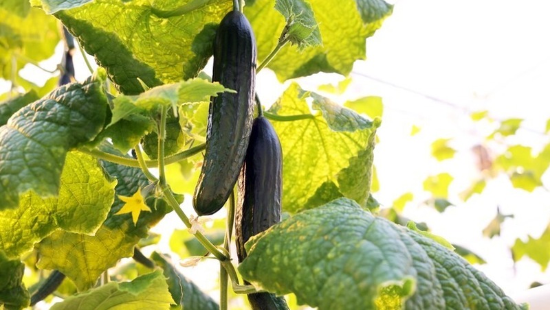  Магаданский тепличный комплекс готовится к первому урожаю