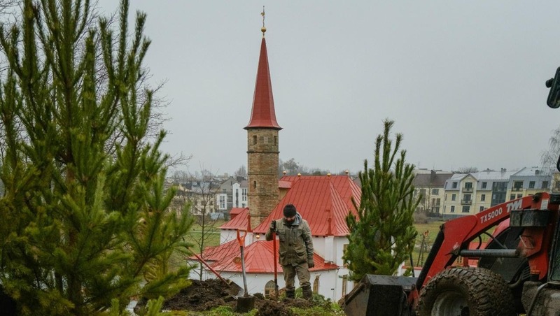 Около 100 новых деревьев высадили у Приоратского дворца в Петербурге