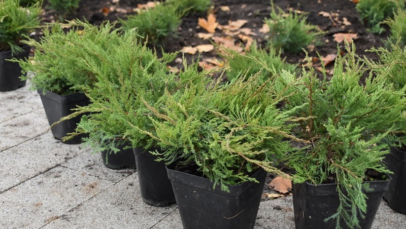 Единый день озеленения состоится весной в Рязанской области