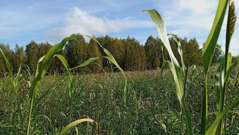 Более 1 млн га составит площадь сельхозугодий в 2026 году в Нижегородской области