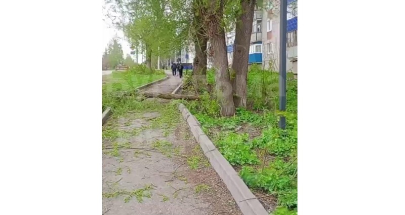 Мужчина в Бугульме погиб из-за упавшего от сильного ветра дерева