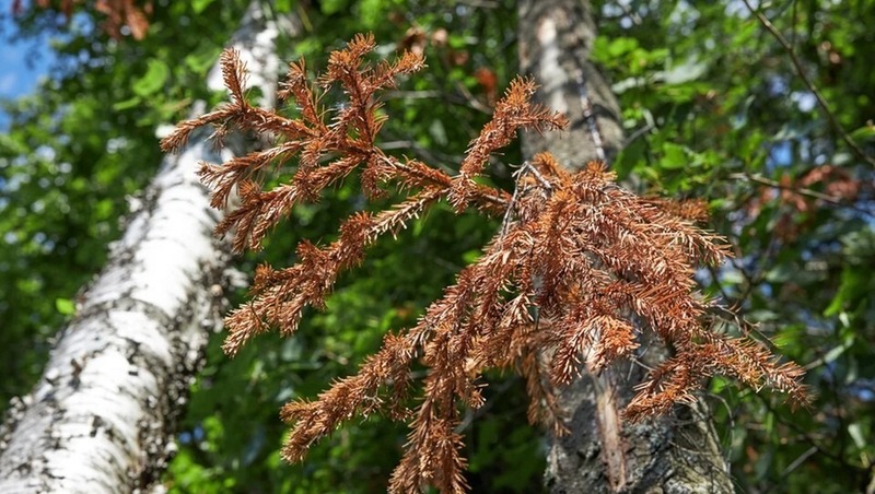 Жук-вредитель уссурийский полиграф распространился ещё на 145 тыс. га в Прикамье