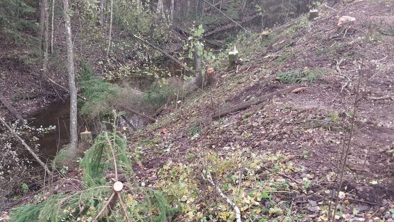 Реку Сиженка расчистят в Ленобласти к 2026 году