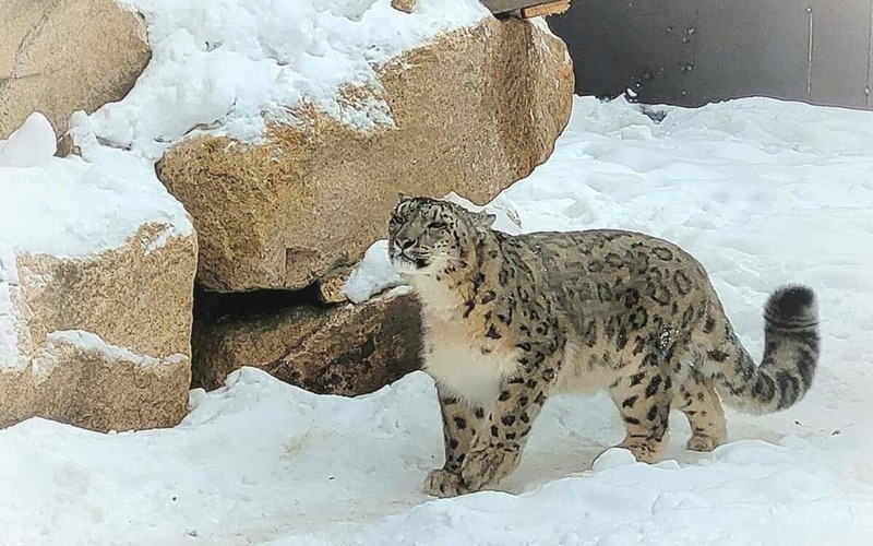 В Казани состоится международная конференция по защите снежного барса