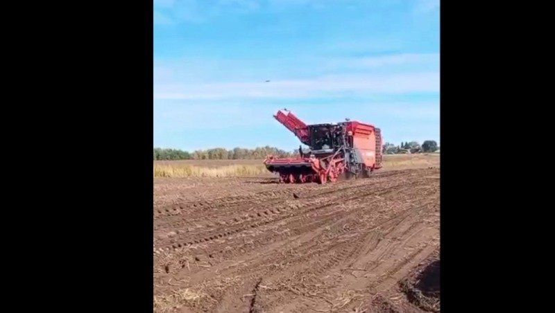 Самоходный картофелеуборочный комбайн работает на полях в Омской области