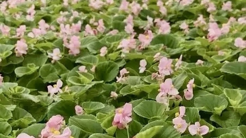 Более 1,2 млн однолетних цветов высадят в Рязани в 2026 году