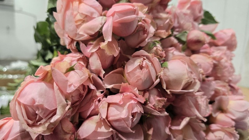 Более 8 млн цветов из семи стран завезли в Петербург за январь–февраль 2026 года