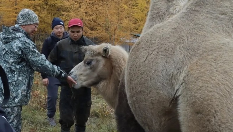 Овцебыков и бизонов переселяют в Якутию для борьбы с изменением климата