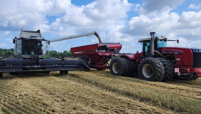 Елабужские аграрии завершили жатву с урожайностью 40 ц/га