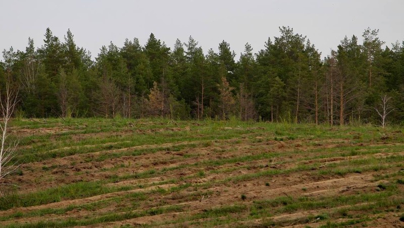 Более 5,6 млн сеянцев деревьев высадили в 2025 году в Самарской области