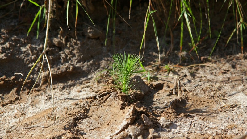 Более 400 тыс. молодых деревьев высадят в память о героях в Нижегородской области в 2026 году