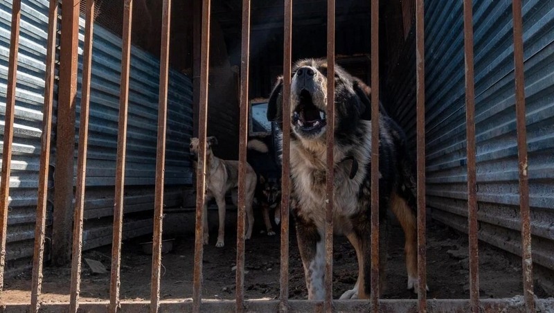 400 собак заболели гриппом в приюте Магадана