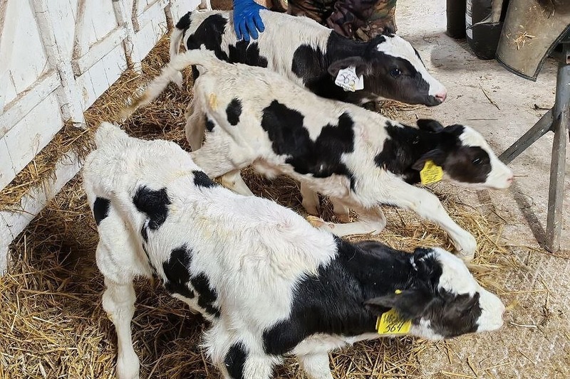 В Пермском крае корова родила тройню общим весом около 80 кг