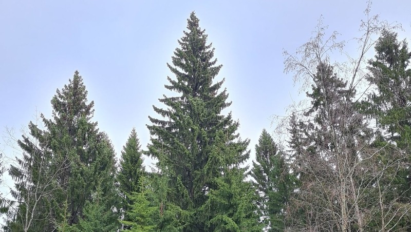 Более 300 тыс. сеянцев сосны высадили в Нижегородской области