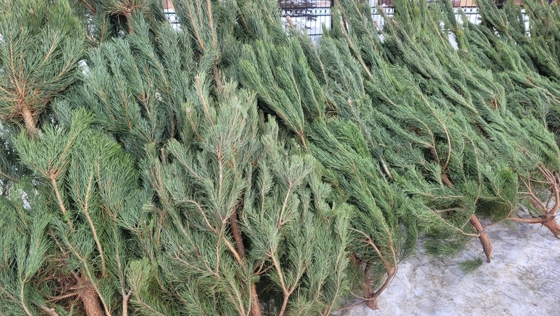 20 площадок для сбора новогодних ёлок на переработку работают в Самаре